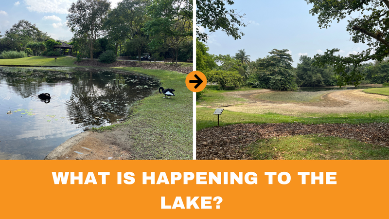 What Is Happening to the Botanic Gardens Lake?